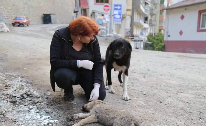 Anne köpek ölen yavrusunun başından saatlerce ayılmadı