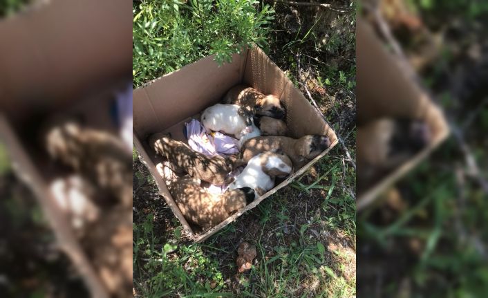 Antalya’da 7 yavrusu bulunan köpek tüfekle vurularak öldürüldü