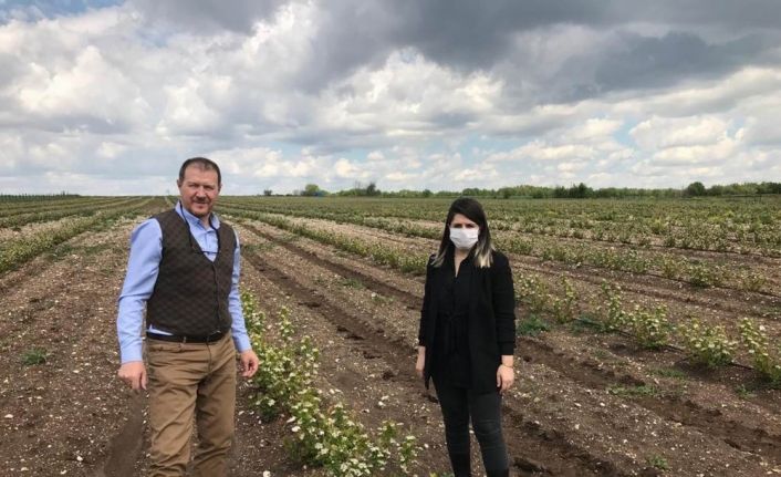 Aronia yetiştiriciliğinde zararlılarla mücadele devam ediyor