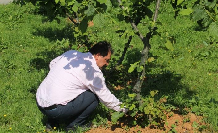 Arslantürk:"Ürettiğimiz fındık ihracata yetmiyor"