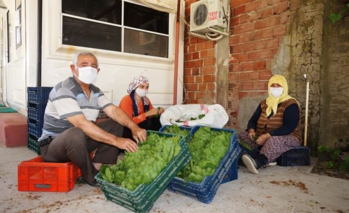 Asma yapraklarıyla aile ekonomilerine katkı sağlıyorlar