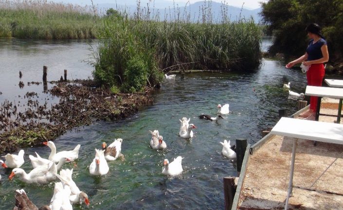 Azmağın sembolleri aç kaldı