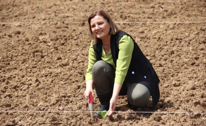 Belediye korona virüs tedbiri kapsamında arazilerinde tarıma başladı