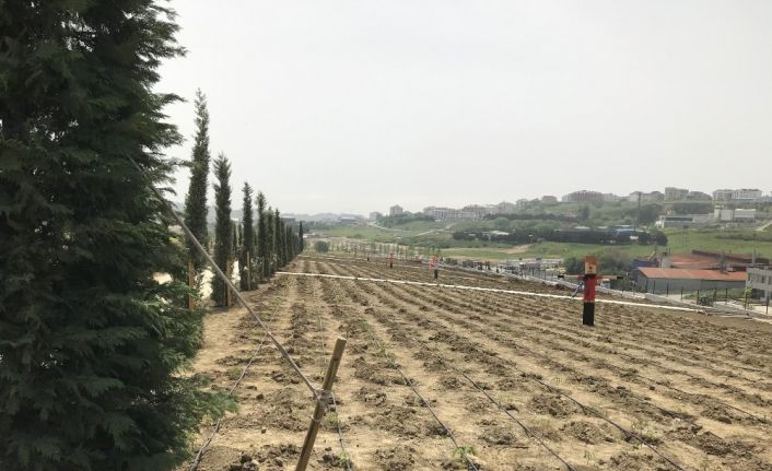 Beylikdüzü’nde 20 bin dönümlük organik tarım alanı oluşturuldu