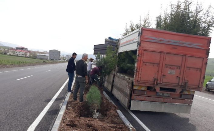 Bingöl’de yol boyu ağaçlandırma çalışması