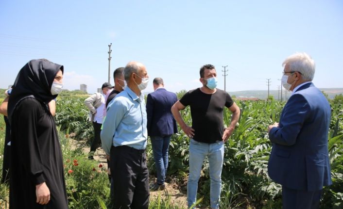 Bursa’da enginarın tarlada kalmaması için çalışma başlatıldı