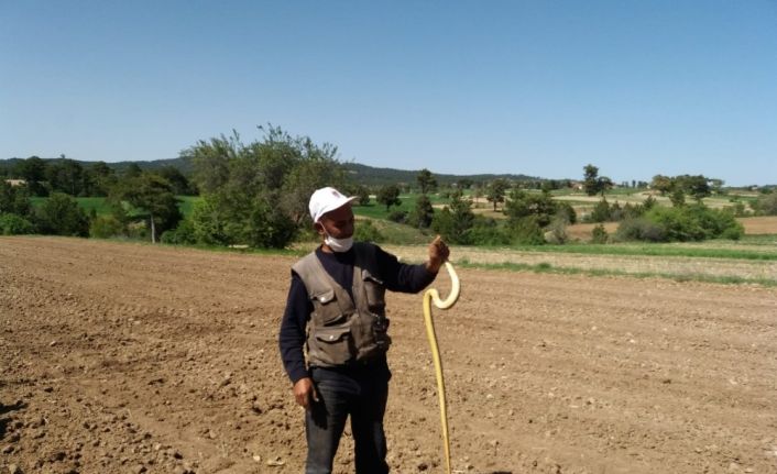 Çiftçi eliyle yakaladığı 1.5 metre uzunluğundaki yılanla böyle oynadı