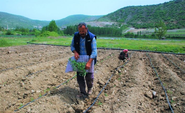 Çiftçilerin sıcak havada zorlu mesaisi