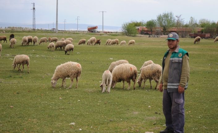 Çobanlar üretimin devamlılığı için işlerinin başında