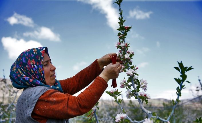 Denizli’de elma kurduna karşı örnek biyoteknik mücadele