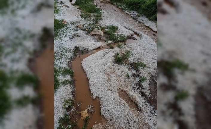 Dolu ekinlere büyük zarar verdi