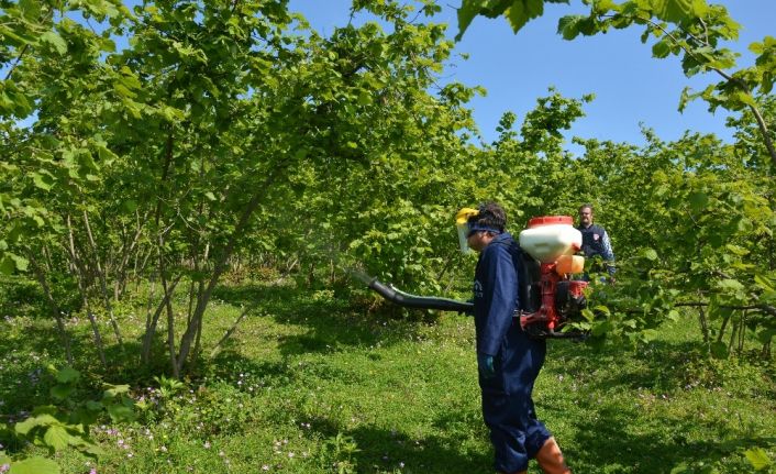 Fındıkta külleme mücadelesi başladı