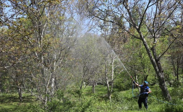 Gesi’de ceviz ağaçları ilaçlandı