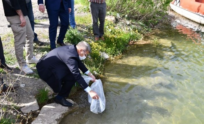 Göletlere 30 bin sazan bırakıldı