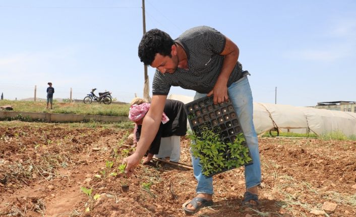 Harran Ovası’nda isot fideleri toprakla buluşuyor