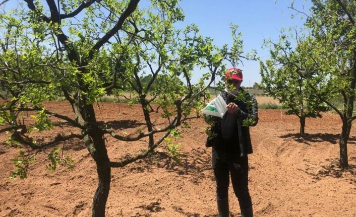 Haşerelerle biyoteknik mücadele ve erken uyarı sistemi çalışmaları