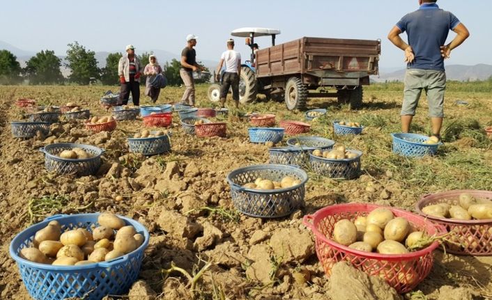 İzmir’de erkenci patateslerin hasadı başladı