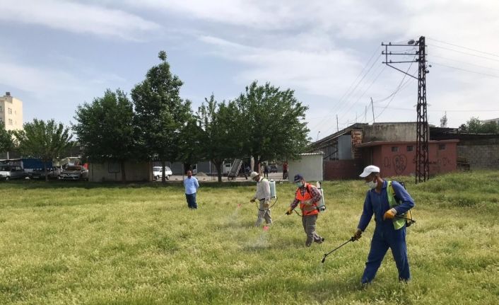 Kahta’da yabani otlar imha ediliyor