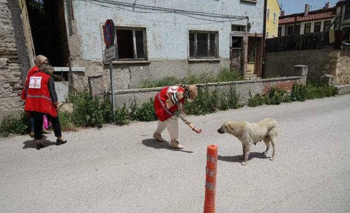 Kastamonu’da Türk Kızılayı kadın gönüllüleri sokak hayvanlarını besledi