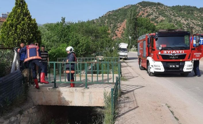 Köprü mazgalına sıkışan köpek yoğun uğraşlar sonucu çıkartıldı