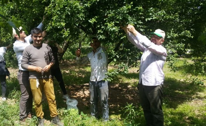 Köşk Ziraat Odası, çiftçilerin gününü tarlada kutladı