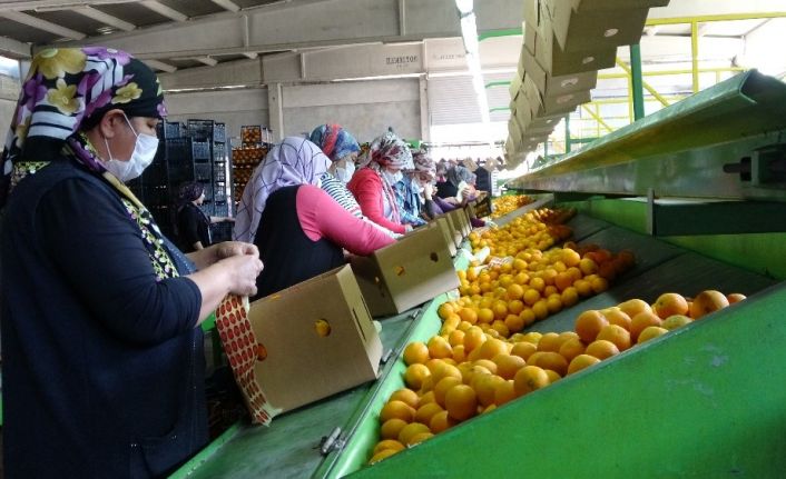 Kozan’dan 3 ülkeye narenciye ihracatı