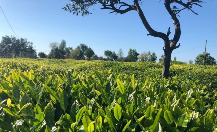 Lipton hasat için önlem programını açıkladı