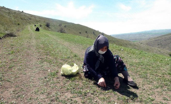 Madımak bitkisi toplayan kadınlar sosyal mesafe kurallarına da uyuyor