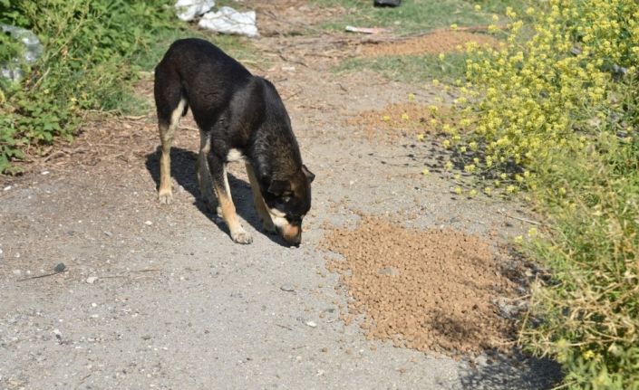 Manisa’da sokak hayvanları unutulmadı