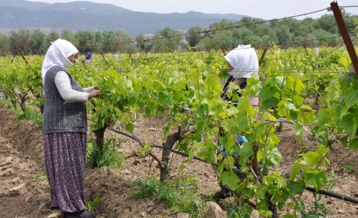 Manisa’da tarımsal üretim kesintisiz devam ediyor