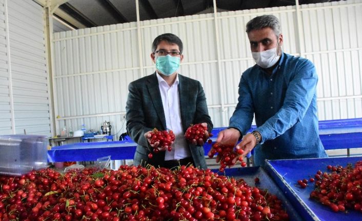 Manisa’dan dünyanın dört bir yanına kiraz