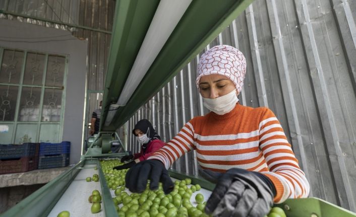 Mersin Büyükşehir Belediyesi’nden erik üreticisine makine desteği