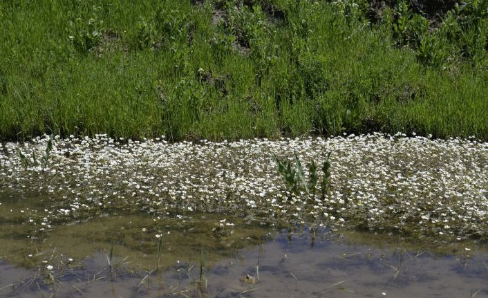 Muş Ovası’ndaki çiçekler gökkuşağını andırıyor