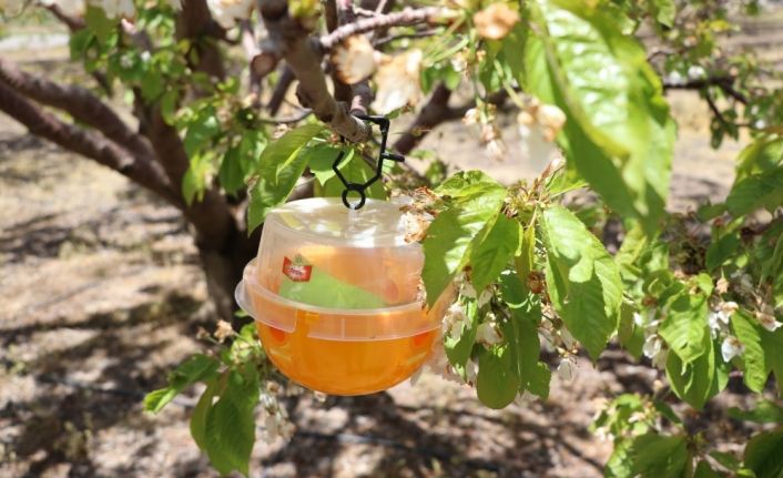 Niğde’de bahçelere Akdeniz Sineği tuzağı dağıtıldı