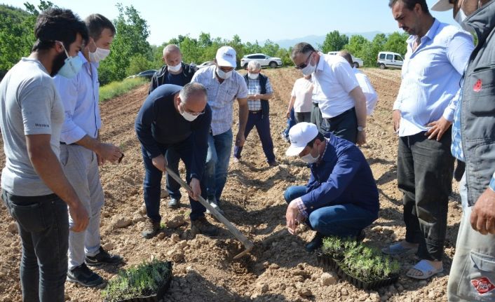 Niksar ekonomisi lavanta ile güçlenecek