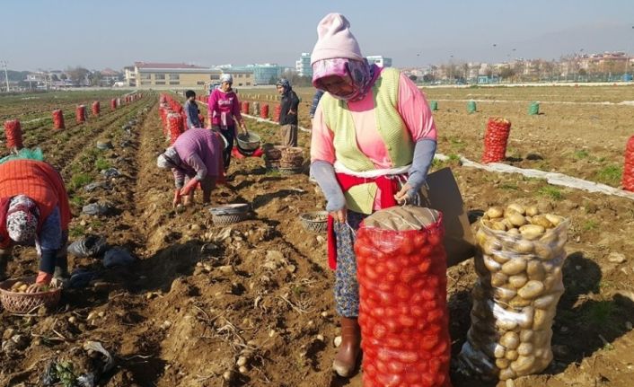 Ödemiş patatesinde hızlı fiyat düşüşü