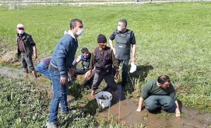 Ölmek üzere olan 3 ton balığı kovalarla taşıdılar