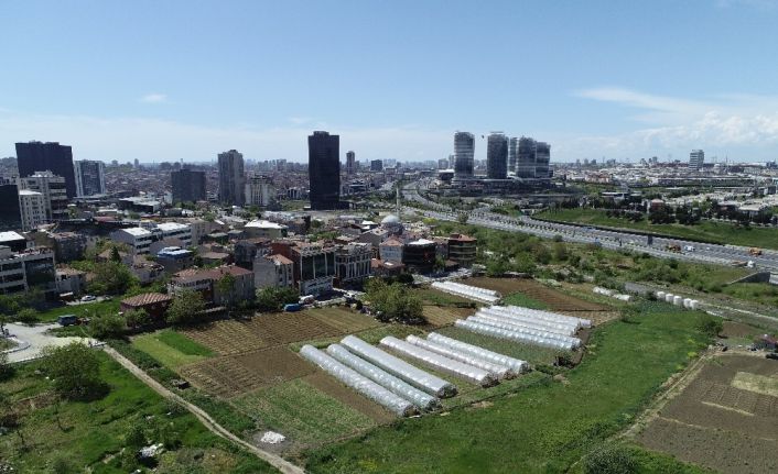 (Özel) İstanbul’un merkezindeki seralarda tarım başladı