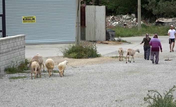 (Özel) Sokağa çıkma kısıtlamasında firar eden koyunları polis yakaladı