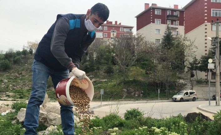 Sincan Belediyesi sokak hayvanlarına sahip çıkıyor