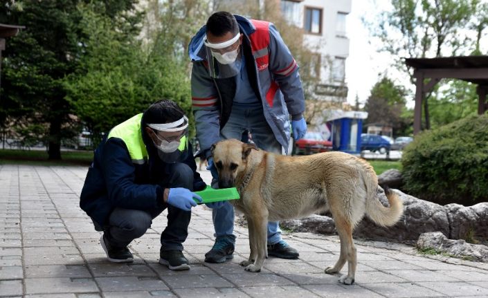 Tepebaşı’nda sokak hayvanları için mama bırakıldı