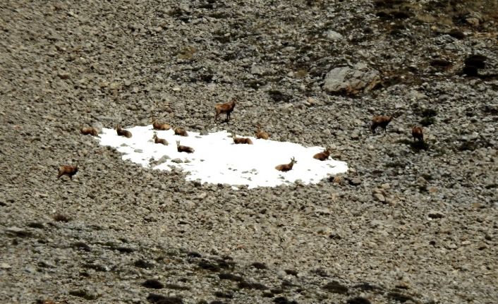 Terörden temizlenen Munzur Dağlarında yabani hayvan popülasyonu arttı