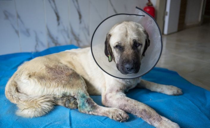 Trafik kazasında yaralanan köpek tedavi edildi