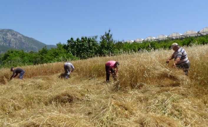 Turizm merkezi Adrasan’da geleneksel tarım yapıyorlar