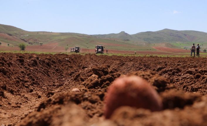 Vali traktör koltuğuna geçti, patates ve pancar ekti