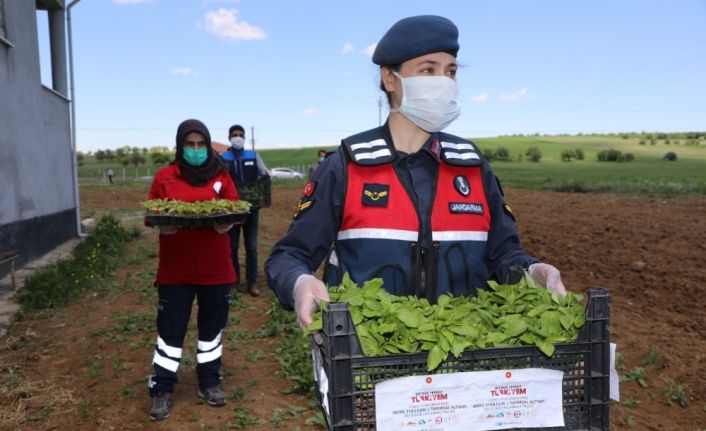 Vefalı eller, 2 milyon fideyi çiftçiye ulaştırmaya başladı