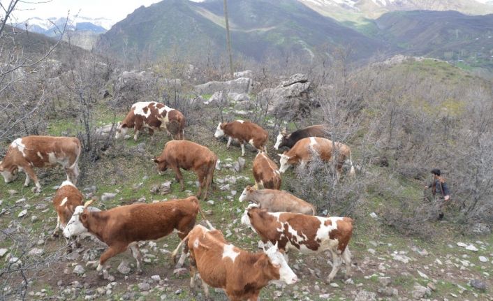 Yayla yasağı kalkınca göçerler büyükbaş hayvancılığa başladı