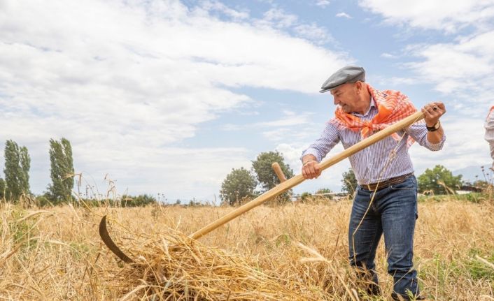 Başkan Soyer, Ödemiş ve Tire’de ilk karakılçık buğdayı hasadına katıldı