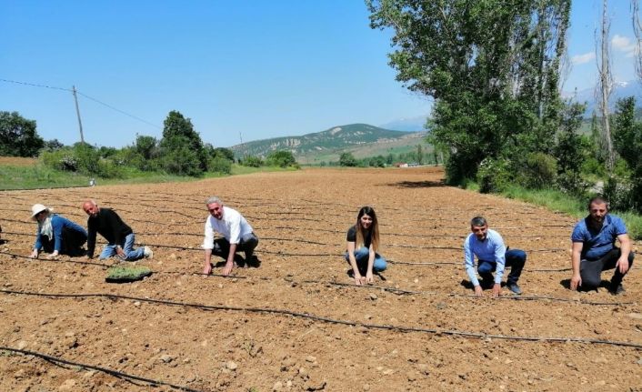 Gümüşhane’de 72 bin lavanta fidesi daha toprakla buluştu