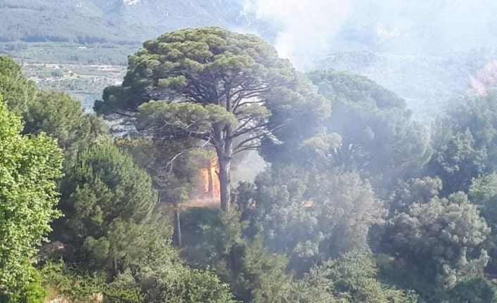 Kuşadası’nda orman yangını